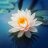LotusFlower